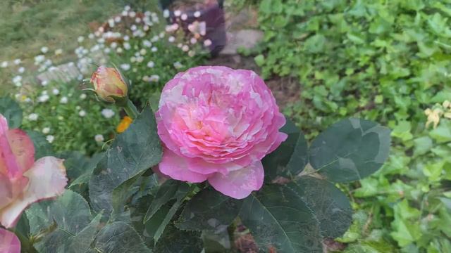 Marc Chagall Floribunda Rose 2nd year 2022