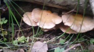 Вешенка устричная и вешенка зеленая . Сезон древесных грибов ноябрь 2023