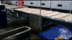 Линия производства зефира поточная автоматическая