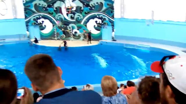 Дельфинарий. Шоу дельфинов! 🐬 🐬 🐬 смотреть онлайн