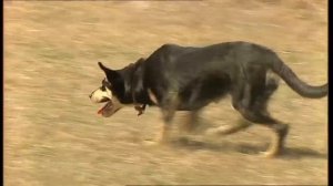 Burke's Backyard, Working Kelpie Road Test