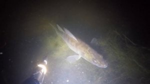 Подводная охота ночью на Рефтинском водохранилище