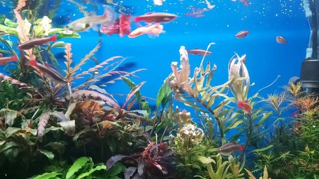 Аквариумные рыбки Кардиналы. Кратко о содержании и разведении смотреть онлайн