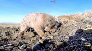 Манул - просто кошка или степной хищник. Интересные факты о Мануле. Палласов кот