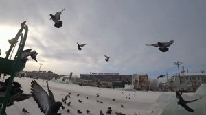 Красивая и умная птица Голубь!Подкармливайте уличных голубей зимой.