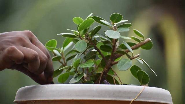 Ficus Microcarpa - Chinese Banyan Bonsai - Bonsai Beginner - S1E1 смотреть онлайн