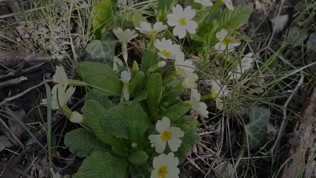 Крым. Цветы Ядовидо и Первоцвет Примула. 06.04.2021 г.