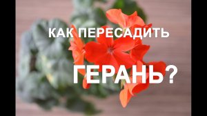 Как пересадить герань. Размножение черенками / чем подкормить герань? Как обрезать герань?