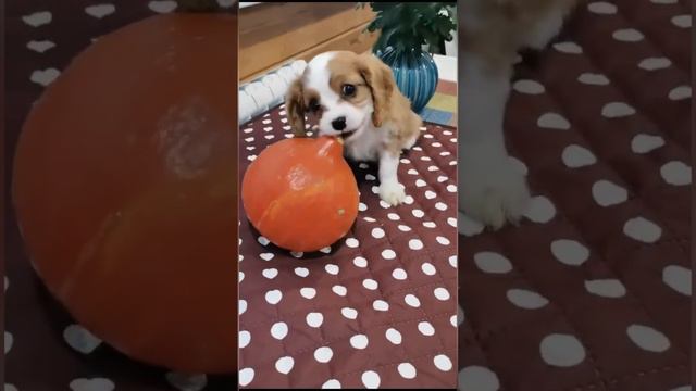 📞+7 903 896-78-80 Продаются щенки 🐶 Кавалер Кинг Чарльз спаниель. Девочки без брака. Доставка есть