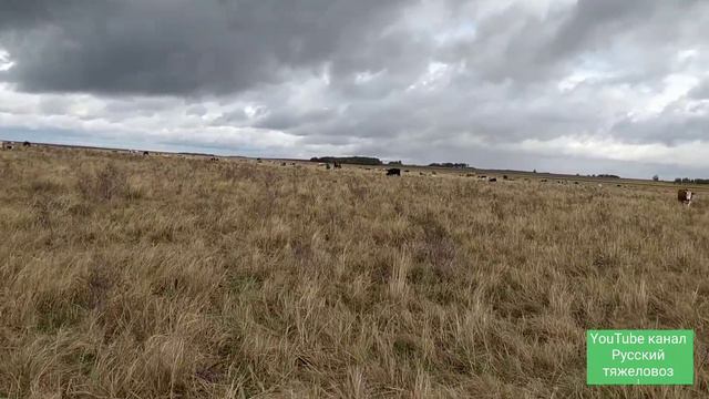 Последняя серия. Из цикла обучение лошади. смотреть онлайн