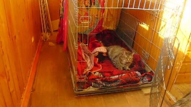 Канис и Джойка март 2014 смотреть онлайн