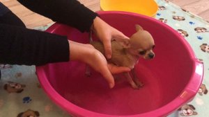 Как правильно  искупать щенка