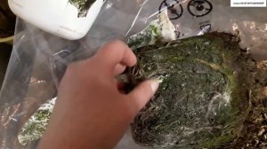 Экстренная пересадка ЮККИ в зимний период. До весны может не дожить.