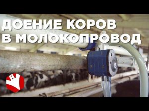 Доение коров в молокопровод | Привязное содержание коров | Молочные коровы