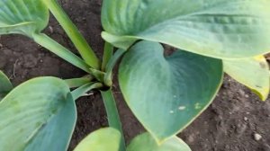 #хоста #реверс #Элеганс / Хоста Зибольда Элеганс(лат. hosta Elegans), реверс хосты Фрэнсис Вильямс