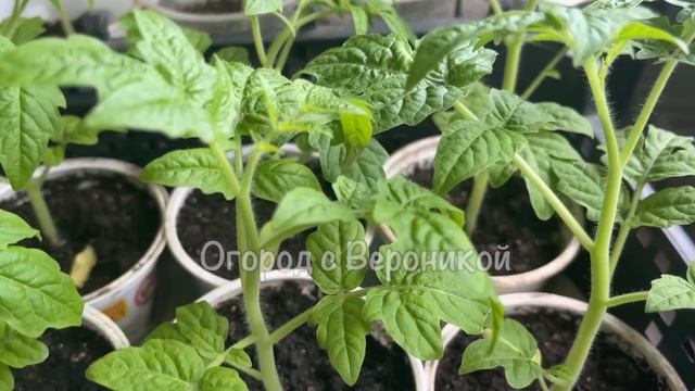 УЖЕ ВСЕ СОСЕДИ ЗНАЮТ ЭТОТ СЕКРЕТ. ЗА 2 ДНЯ СТЕБЕЛЬ ТОЛСТЕЕТ, РАССАДА БОГАТЫРСКАЯ! смотреть онлайн