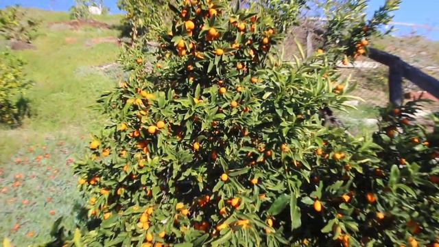 Nagami Kumquat fruit and tree review - Feb 2021 смотреть онлайн