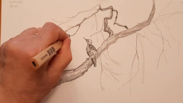 Как нарисовать ветку дерева карандашом.