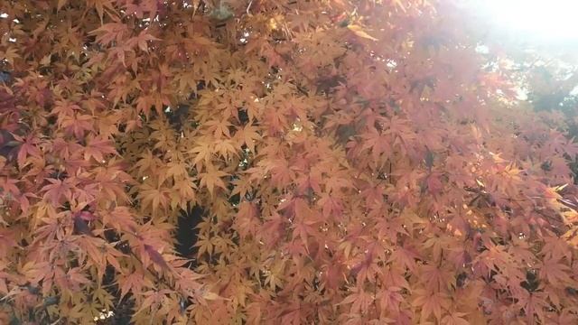 Лена Хеппи колесит по Флориде. Починила мустанг. Чумодан на колёсиках для еды. Селим спит Lena Happ смотреть онлайн