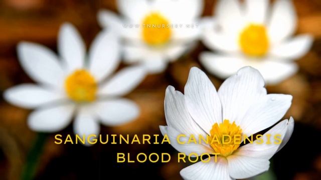 SANGUINARIA CANADENSIS "BLOOD ROOT"- TN Nursery смотреть онлайн