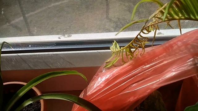 Цикас(комнатная пальма)-желтеют и высыхают литья.Вредители.Cicas-the leaves turn yellow and dry out смотреть онлайн