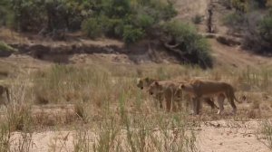 Лев и буйвол. Львы в природе. Атака львинного прайда. Буйвол и лев. Лев нападает.