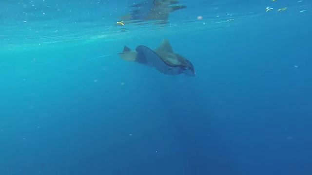 Komodo Diving 2015 смотреть онлайн