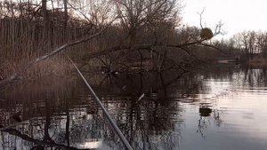 Окунь на боковой кивок