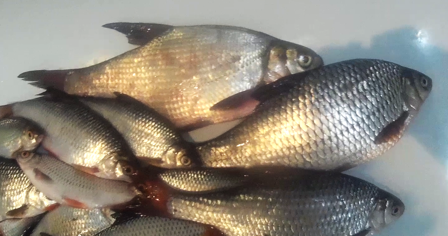 Донка и желание поймать превыше плохой погоды Ахтуба не подвела.