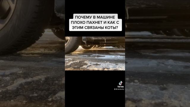 Шокирующая причина ВОНИ в машине! Кот залез под капот! Почему плохо пахнет в машине?