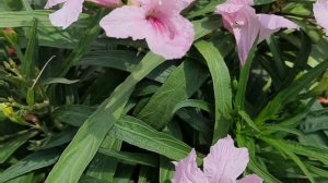 Mexican Petunia - Best Flowering Plant for Beginners || Care of Mexican Petunia