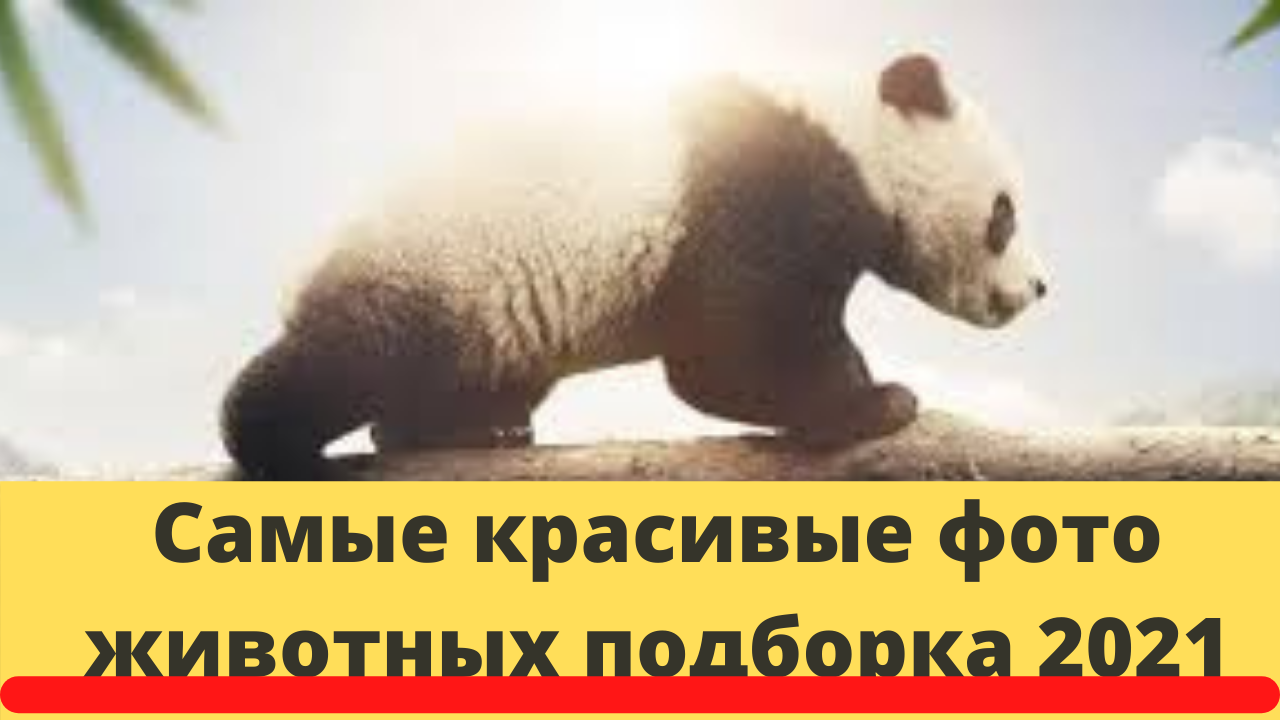 Самые красивые фото животных подборка 2021. смотреть онлайн
