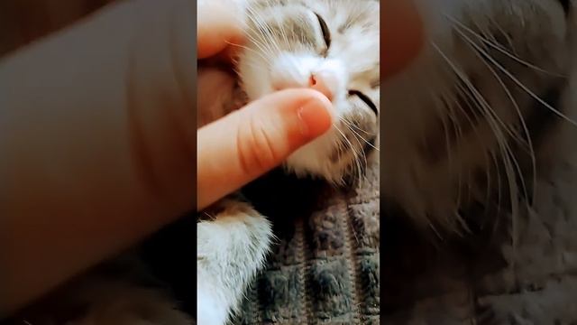 забивная котек смешные видео 1часть