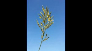 Стоколос безостий  (Bromus inermis)