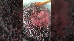 Тёщины будни.Ирга со смородиной.