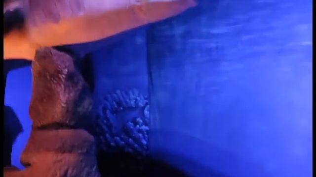 Выставка "Динозавры морских глубин" #морскиединозавры #гудоксамара
