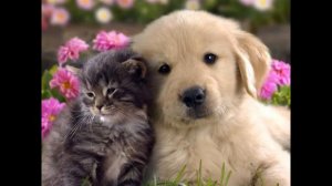 Я все успею! Как все успевать?