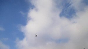 1 декабря пос новоэкономческое рябогорлые