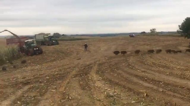 СТАЯ КАБАНОВ В КУКУРУЗЕ смотреть онлайн