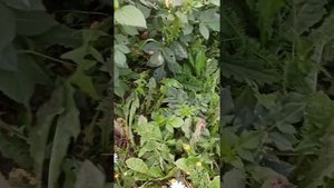 георгины с названиями сортов