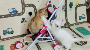 Эй, кошечка Миа, вылезай из моей коляски. Часть 1.