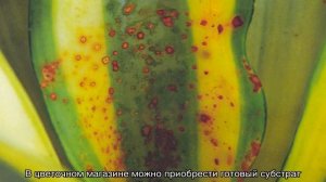 Сансевиерия Ханни — уход в домашних условиях