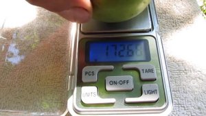 Груша Красивая