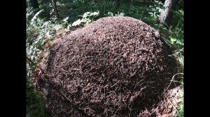 Летний уральский лес. Вид на Кыласово с горы.