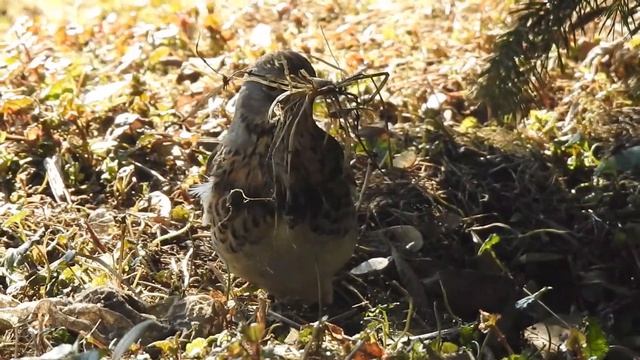 Бёрдвотчинг в Измайловском лесопарке - ЧАСТЬ 2 [11 апреля 2019] смотреть онлайн