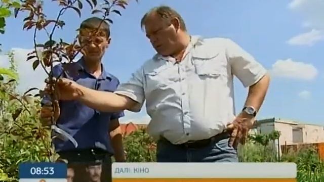 Питомник редких пород саженцев смотреть онлайн