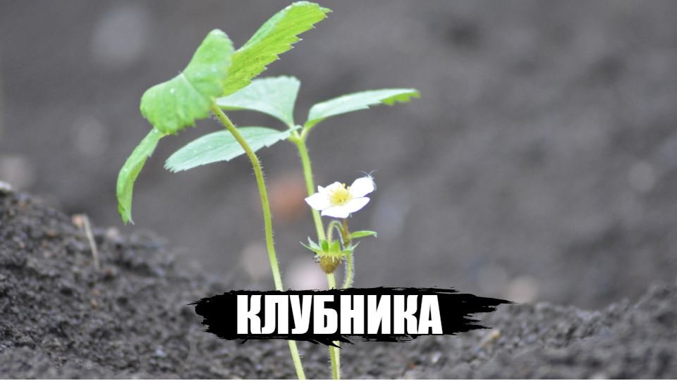 Как высаживать клубнику