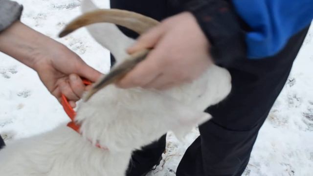 Удаление рогов взрослым козам смотреть онлайн