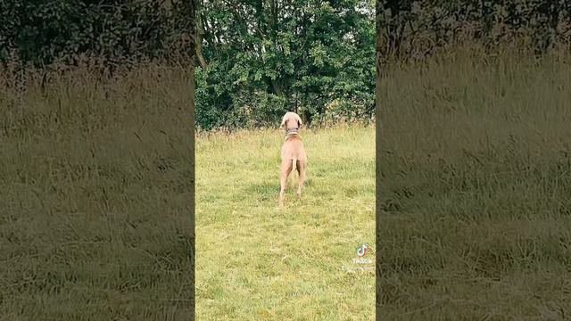 Follow Otis the Weimaraner on TikTok