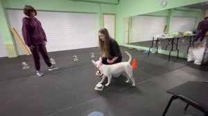 dogvlog: БУЛЬТЕРЬЕР в NOSEWORK / наши будни / купили машину для собаки??